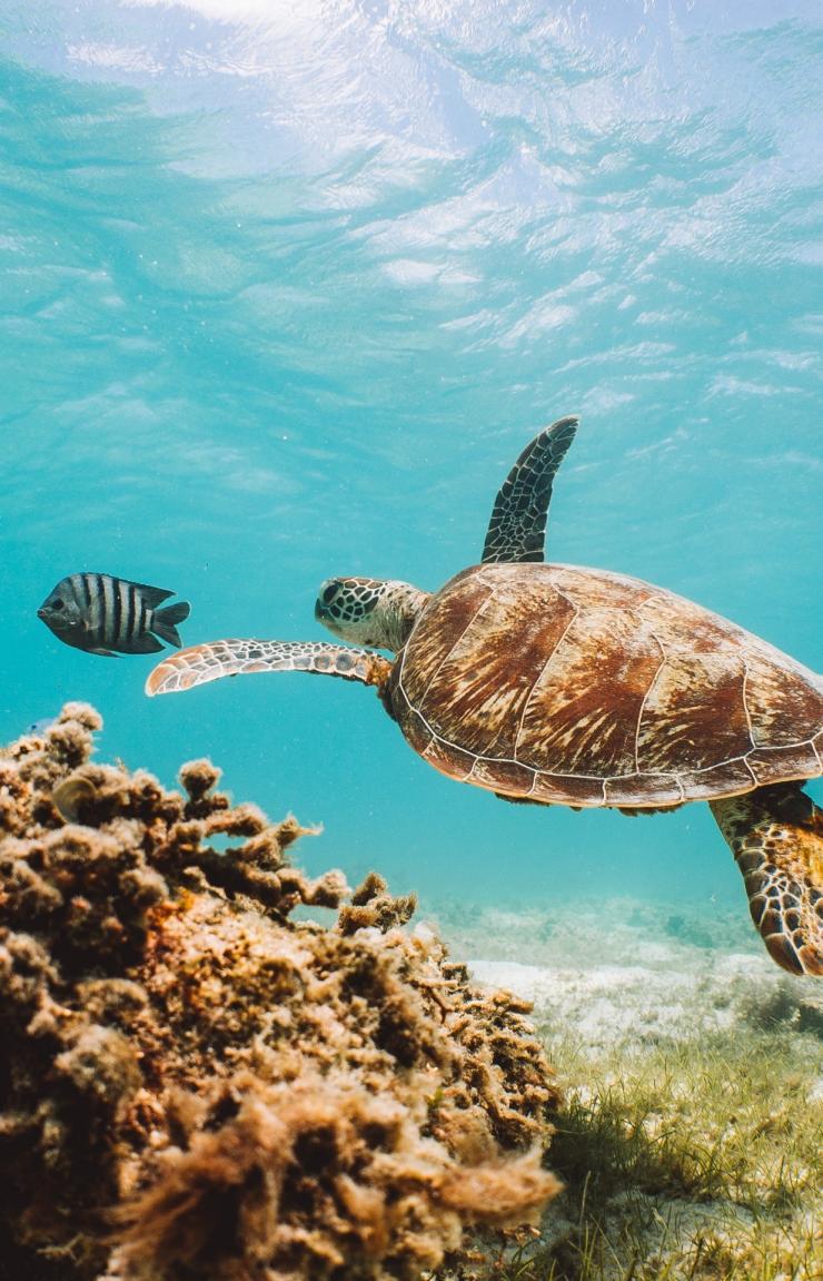 昆士兰州,大堡礁,蜥蜴岛 © 澳大利亚旅游局版权所有 昆士兰州,大堡礁,蜥蜴岛 © 澳大利亚旅游局版权所有