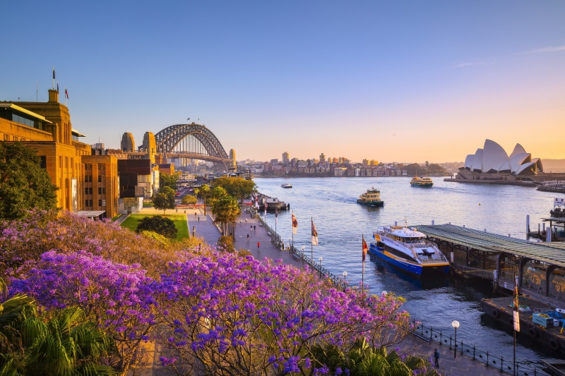 新南威尔士州，悉尼，日落时分的蓝花楹和悉尼海港 © 新南威尔士州旅游局版权所有