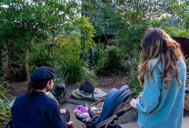 新南威尔士州，悉尼，塔龙加动物园，一位坐轮椅的男子同家人一块观赏有袋类动物 © 澳大利亚旅游局版权所有