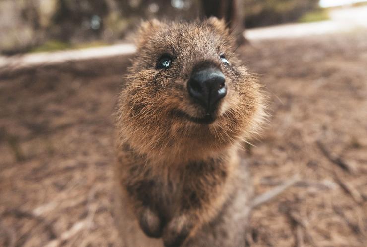 西澳大利亚州，罗特尼斯岛，微笑的短尾矮袋鼠 © James Vodicka 版权所有