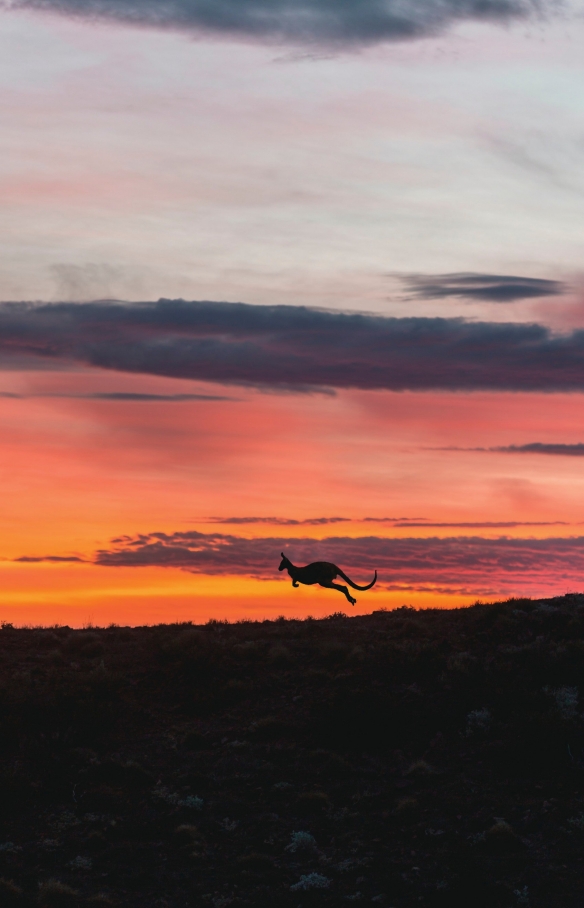 在夕阳下跳着穿过南澳大利亚州弗林德斯山脉国家公园内阿卡巴的袋鼠 © 南澳大利亚旅游局版权所有