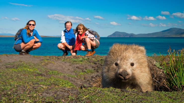 塔斯马尼亚州，玛莉亚岛，玛莉亚岛徒步游，普通袋熊 © 玛莉亚岛徒步游版权所有