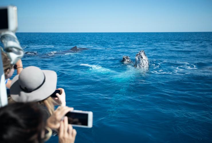 昆士兰州，荷维湾，座头鲸在船边游荡 © 澳大利亚太平洋鲸鱼基金会生态游项目版权所有