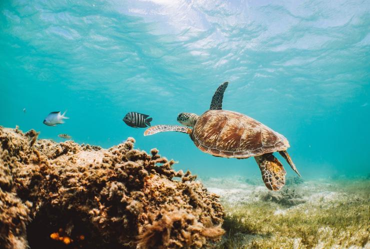 一只海龟在大堡礁的水下游泳 © 澳大利亚旅游局版权所有