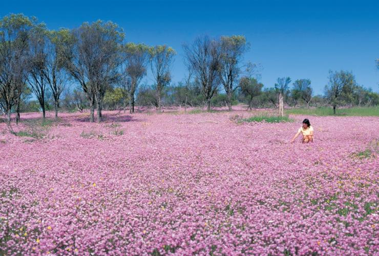 西澳大利亚州，绿松石海岸，野花盛开 © 西澳大利亚州旅游局版权所有