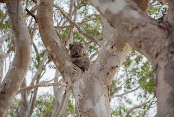 南澳大利亚州，袋鼠岛，袋鼠岛野生动物公园 © Alana Jayne Elgazzar 版权所有