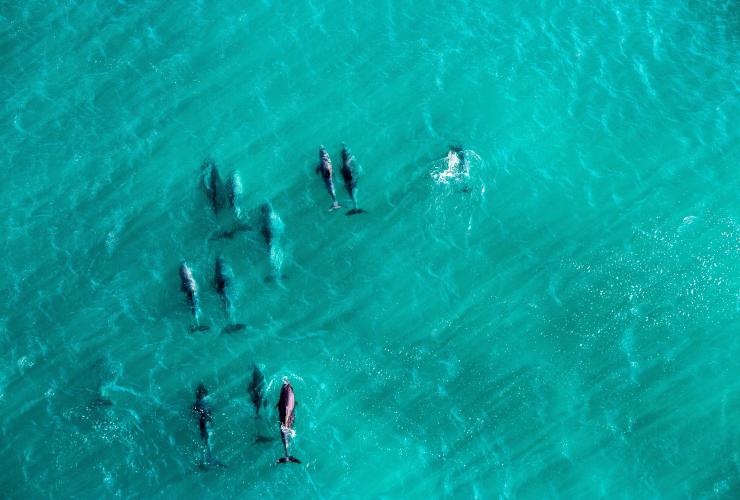 西澳大利亚州，在亚林加普海角海岸附近俯瞰海豚 © 西澳大利亚州旅游局版权所有
