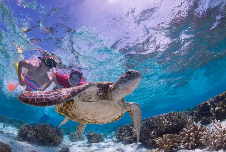 昆士兰州，伊利特女士岛，与海龟一起浮潜 © 昆士兰州旅游及活动推广局版权所有