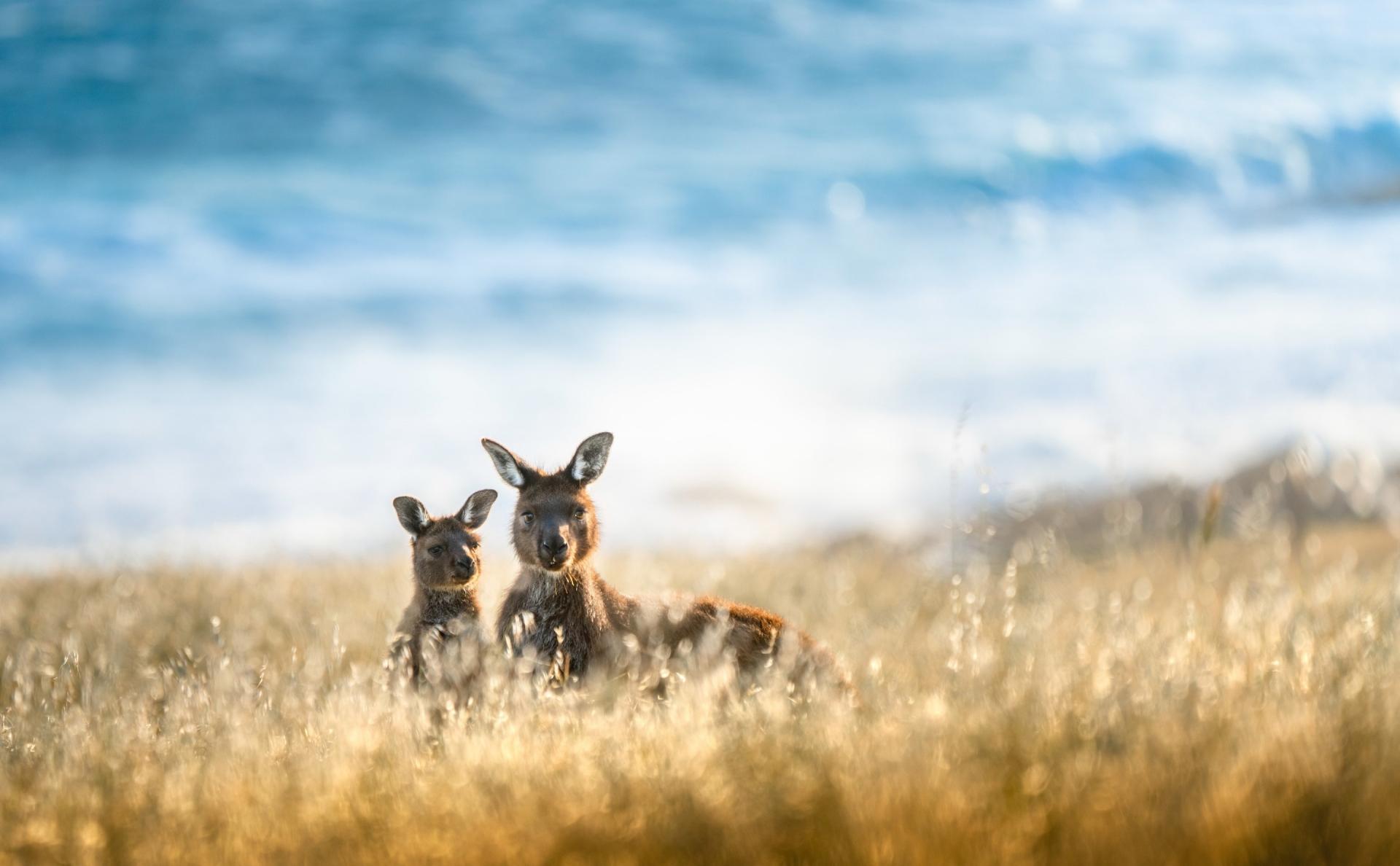 Two kangaroos at Cape Willoughby, Kangaroo Island, South Australia © South Australian Tourism Commission