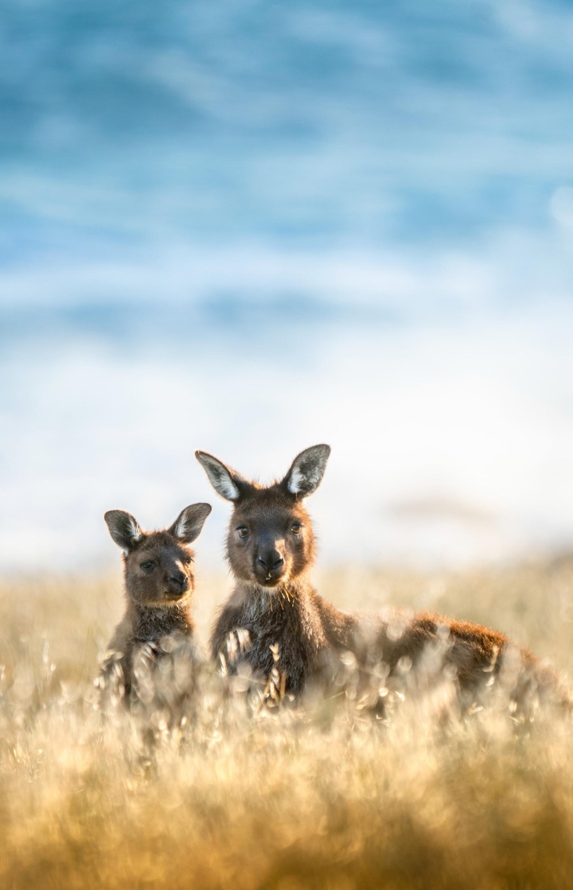 Two kangaroos at Cape Willoughby, Kangaroo Island, South Australia © South Australian Tourism Commission