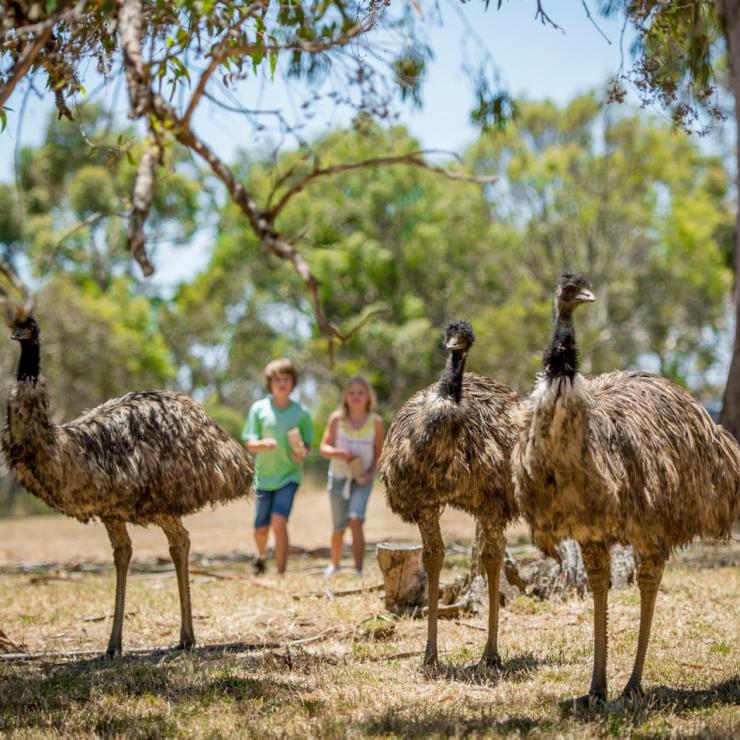 克莱兰德野生动物园，孩子们和鸸鹋一起散步 © 南澳大利亚旅游局/Adam Bruzzone 版权所有