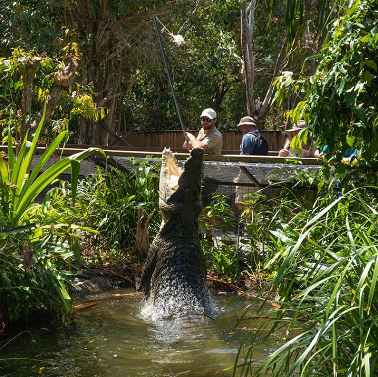 哈特利鳄鱼探险爬行动物公园，给鳄鱼喂食 © 澳大利亚旅游局版权所有