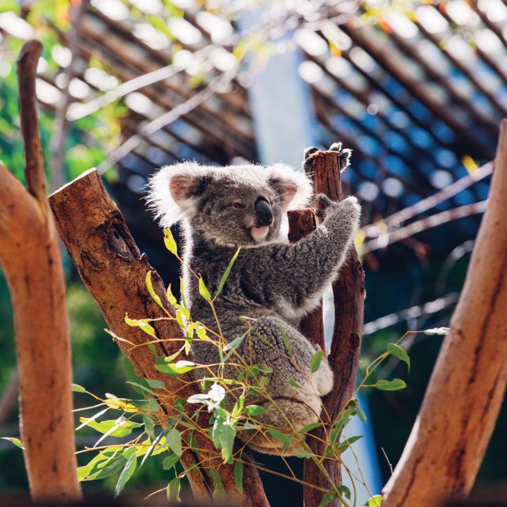 在悉尼塔龙加动物园树上休息的考拉 © 新南威尔士州旅游局版权所有