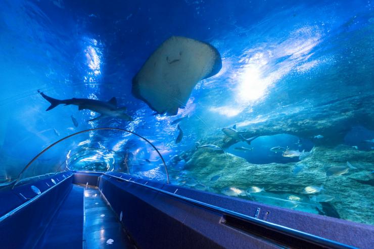 希拉里，西澳大利亚水族馆，水族馆隧道 © 西澳大利亚水族馆版权所有