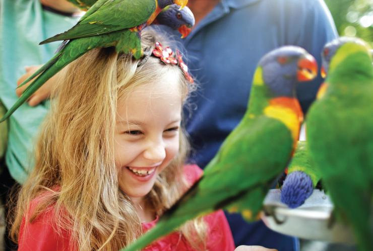 在可伦宾野生动物保护区，孩子与彩虹吸蜜鹦鹉在一起 © 昆士兰州旅游局版权所有
