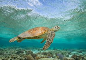   Sea Turtle, Lady Elliot Island, Queensland © Sean Scott Photography