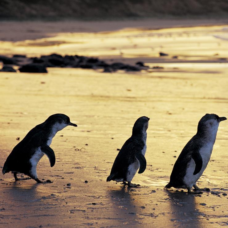 日落时分，菲利普岛天然公园海滩上的小企鹅 © 菲利普岛天然公园版权所有