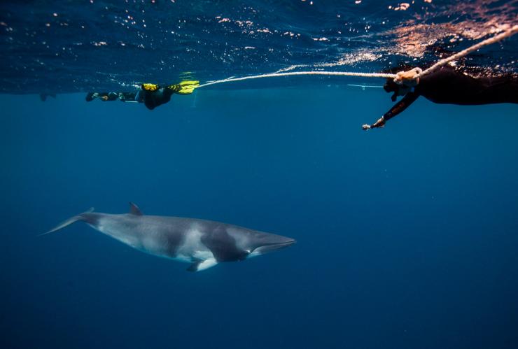 在凯恩斯附近，浮潜者们游在一条小须鲸的上方 © 麦克博潜水探险版权所有