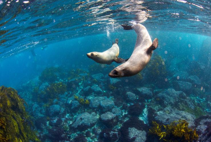 海狗在蒙塔格岛附近游泳 © 新南威尔士州旅游局版权所有
