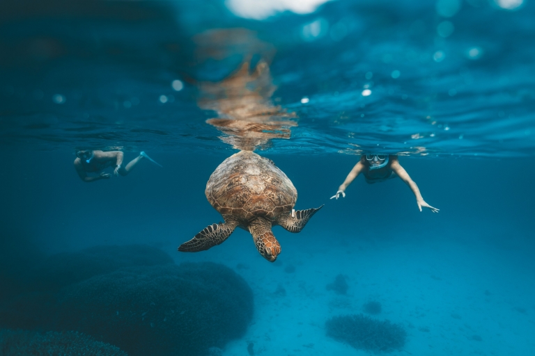 浮潜者在昆士兰州海龙岛附近与海龟一起畅游 © James Vodicka/澳大利亚旅游局版权所有