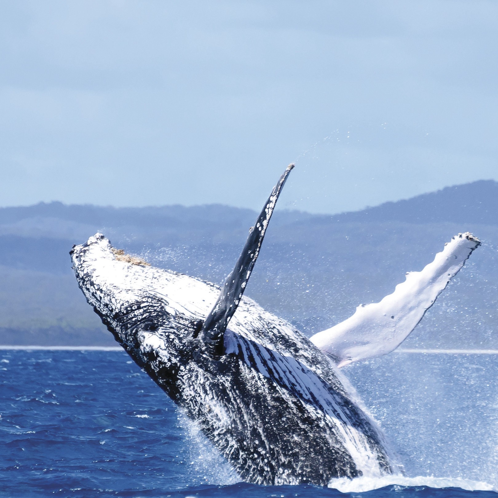 荷维湾海岸附近跃身击浪的座头鲸 © 昆士兰州旅游及活动推广局/Jewels Lynch 版权所有