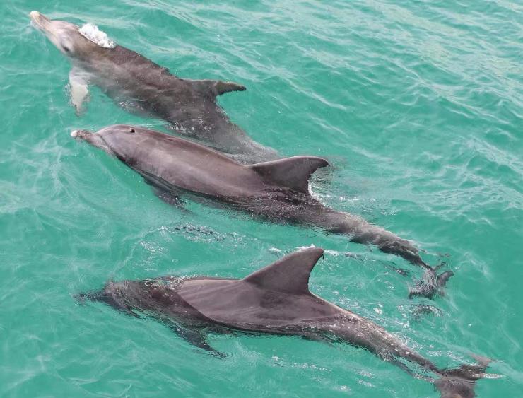 新南威尔士州，史蒂芬斯港，海豚 © 新南威尔士州旅游局版权所有