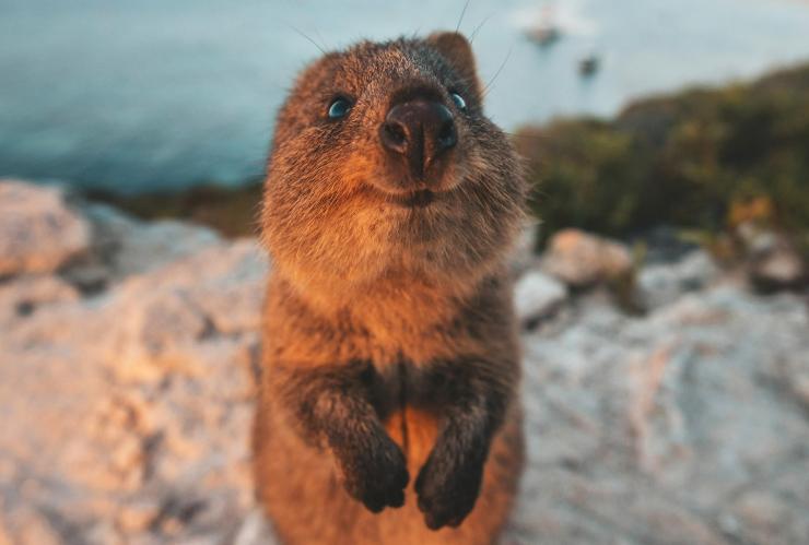西澳大利亚，罗特尼斯岛，短尾矮袋鼠 © James Vodicka 版权所有