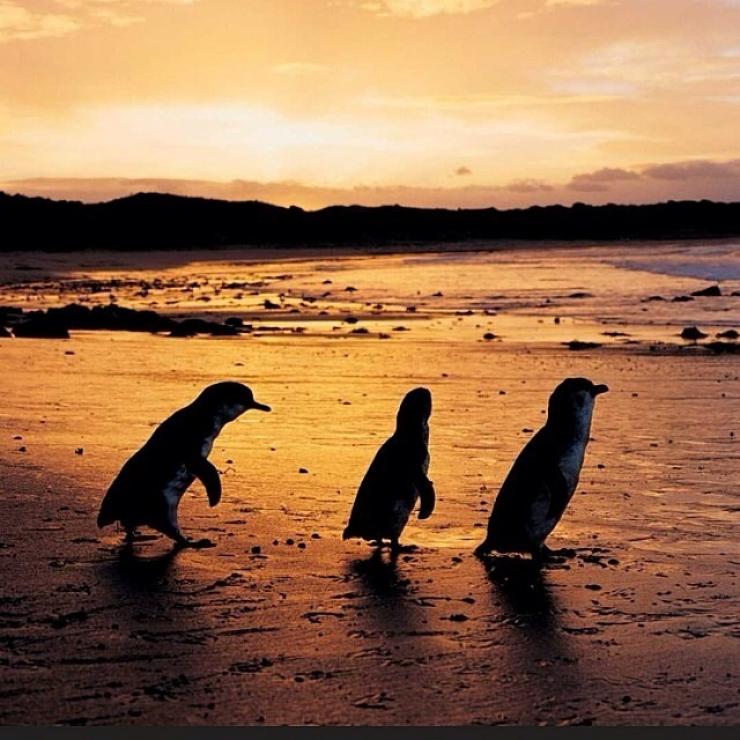 维多利亚州，菲利普岛，企鹅 © 菲利普岛天然公园版权所有