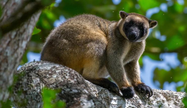 阿瑟顿高地树上的树袋鼠 © 远北昆士兰自然之旅版权所有