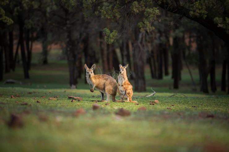 蒙哥国家公园的袋鼠 © 新南威尔士州旅游局版权所有