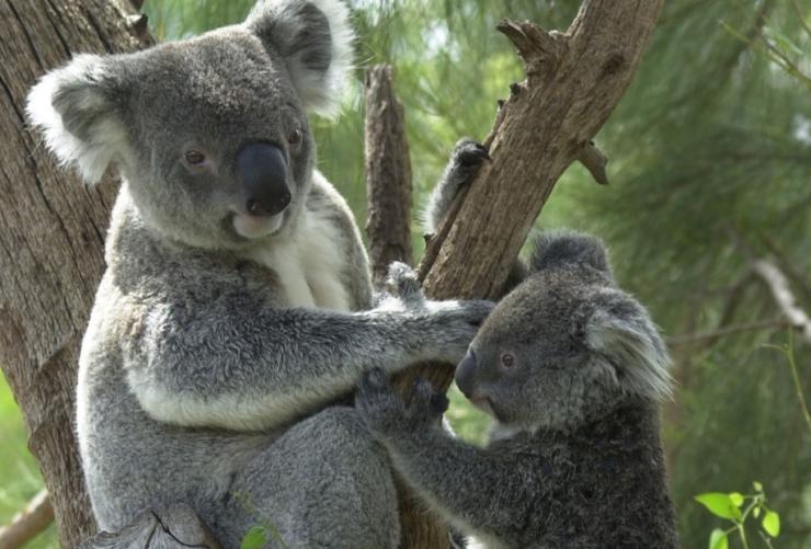 西澳大利亚州，珀斯附近，库胡努考拉公园（Cohunu Koala Park） © 库胡努考拉公园