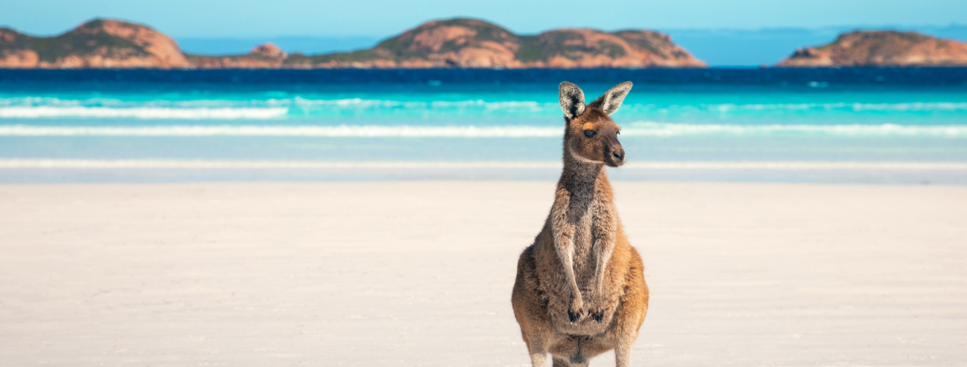 Kangaroo, Lucky Bay, Western Australia © Tourism Australia