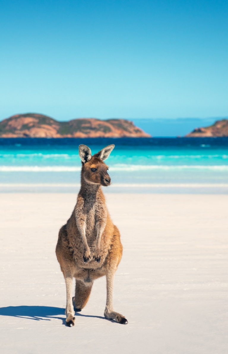 Kangaroo, Lucky Bay, Western Australia © Tourism Australia