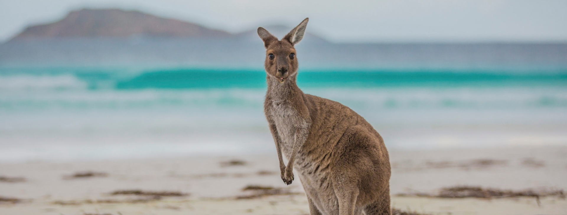 西澳大利亚州，勒格兰角国家公园，幸运湾 © Greg Snell，西澳大利亚州旅游局版权所有