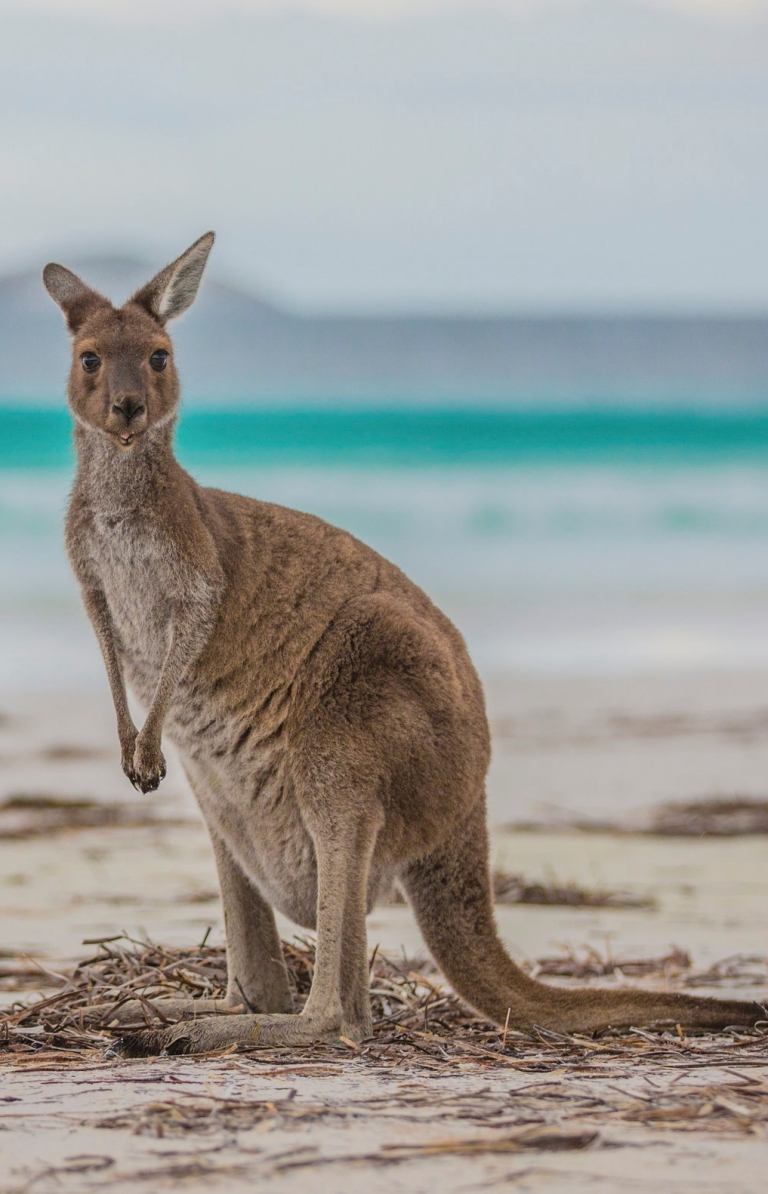 西澳大利亚州，勒格兰角国家公园，幸运湾 © Greg Snell，西澳大利亚州旅游局版权所有