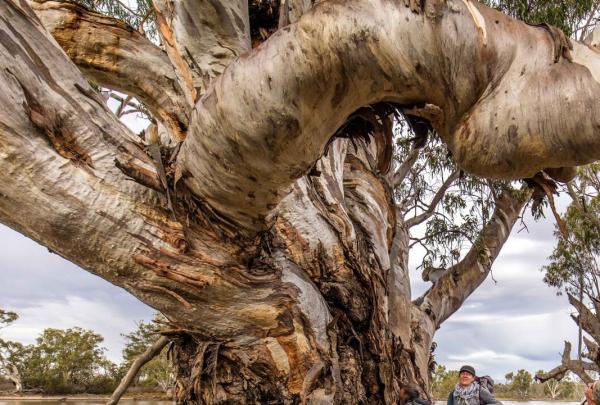 Murray River Walk, South Australia © Murray River Trails