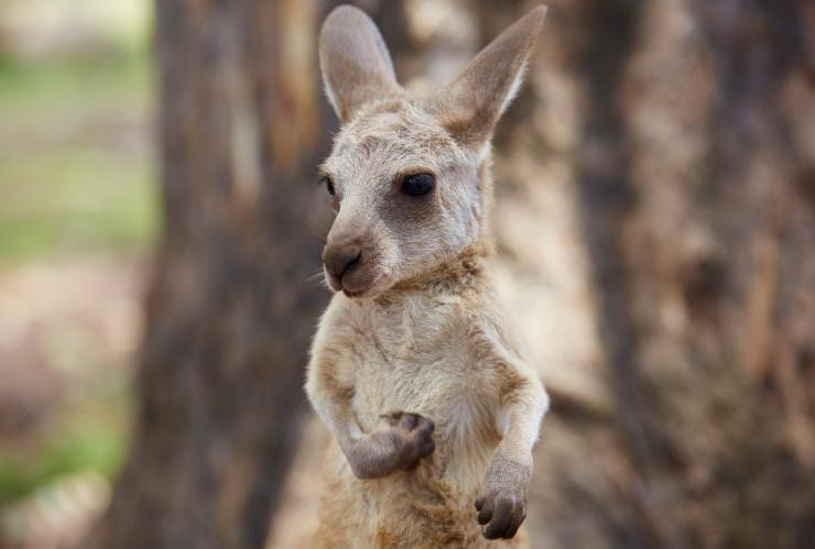 出现在昆士兰州布里斯班龙柏考拉保护区的袋鼠宝宝