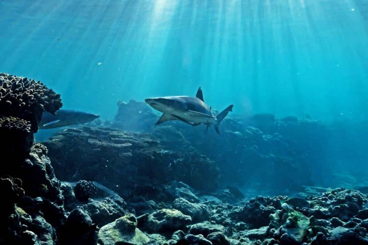 一条鲨鱼在昆士兰州伊利特女士岛附近的珊瑚礁上游弋 © James Vodicka 版权所有