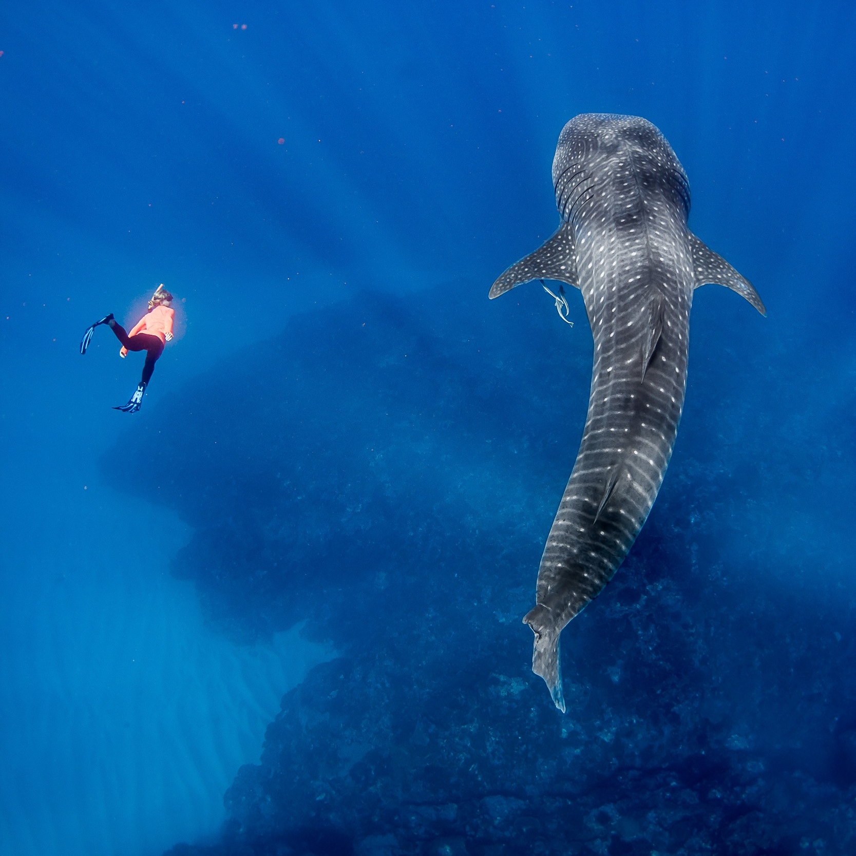 浮潜者在埃克斯茅斯附近与鲸鲨一同畅游 © Chris Jansen/宁加洛实况公司版权所有