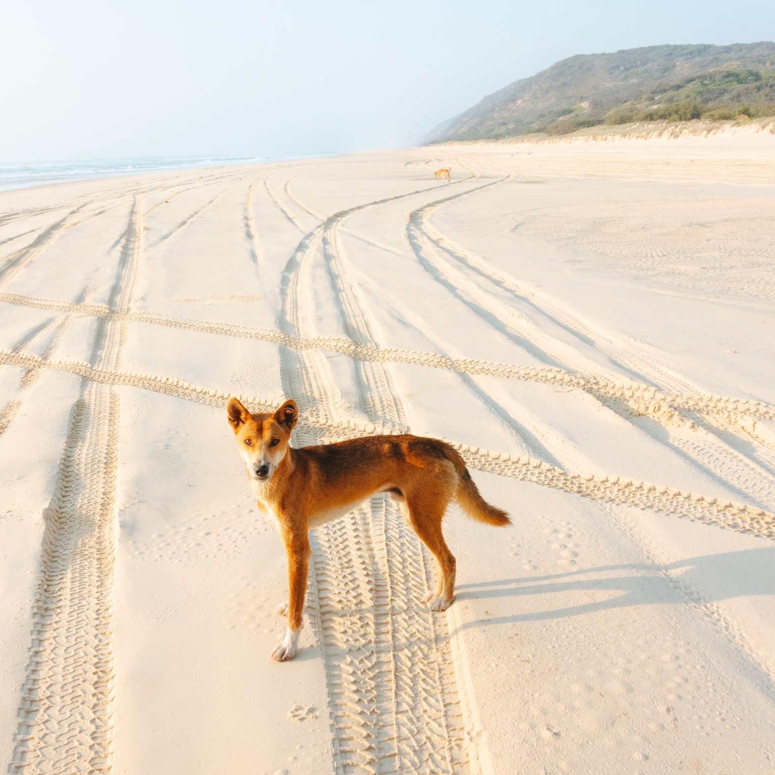 费沙岛海滩上的澳大利亚丁狗 © 昆士兰州旅游及活动推广局版权所有