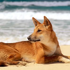 Dingo, Fraser Island, QLD © Tourism Australia Dingo, Fraser Island, QLD © Tourism Australia