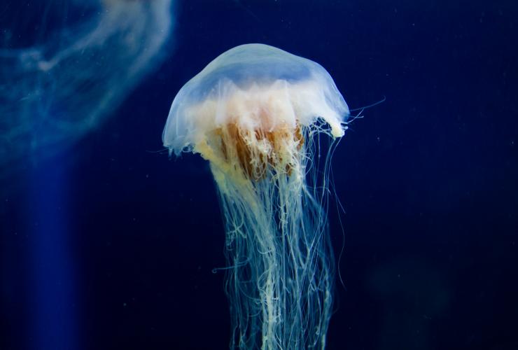 墨尔本水族馆中的水母 © Roberto Seba 版权所有