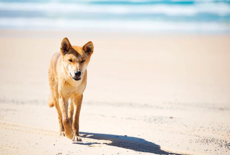 费沙岛海滩上的澳大利亚丁狗 © Pirie Bath Photography 版权所有