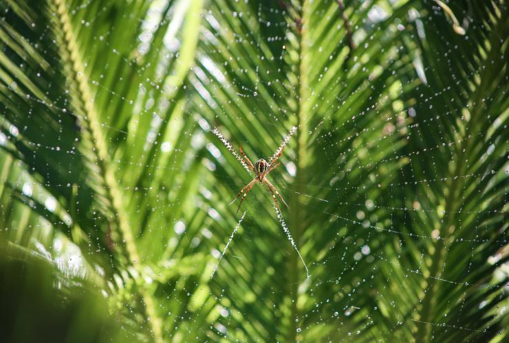 莫莉穆克棕榈树前蜘蛛网中的一只蜘蛛 © Alex Satriani / Unsplash 版权所有