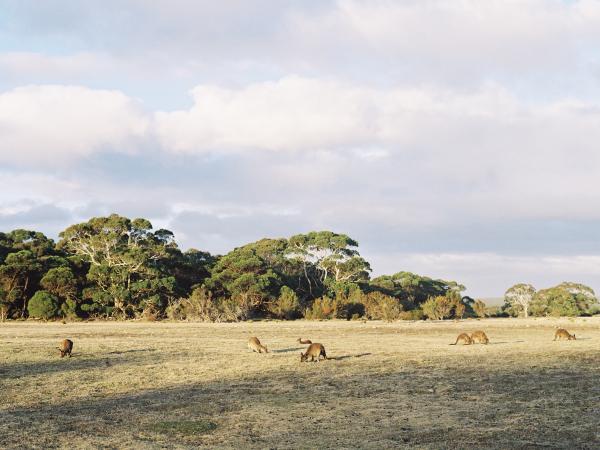 南澳大利亚州，袋鼠岛，南大洋酒店 © 澳大利亚精品酒店系列版权所有