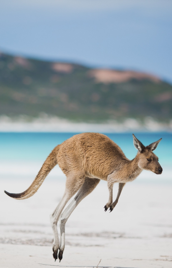 Kangaroo, Lucky Bay, Esperance, WA © Australia’s Golden Outback