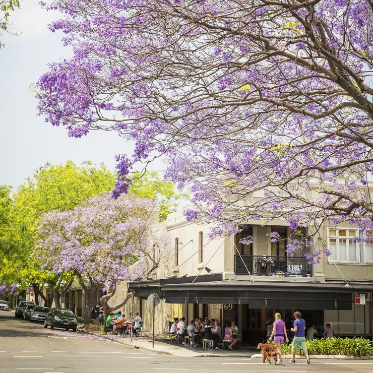 新南威尔士州，悉尼，盛开的蓝花楹 © DNSW 版权所有