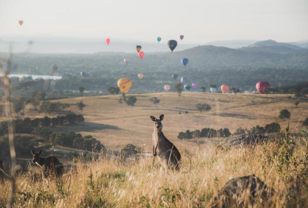 位于澳大利亚首都领地的堪培拉热气球节（Canberra Balloon Spectacular） （图片来源：堪培拉旅游局）
