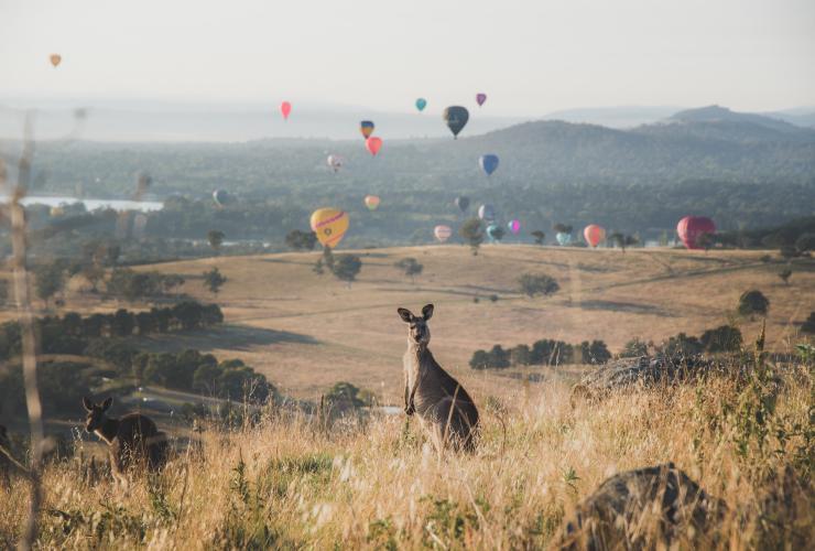 位于澳大利亚首都领地的堪培拉热气球节（Canberra Balloon Spectacular） （图片来源：堪培拉旅游局）