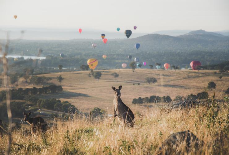 位于澳大利亚首都领地的堪培拉热气球节(Canberra Balloon Spectacular) (图片来源:堪培拉旅游局) 位于澳大利亚首都领地的堪培拉热气球节(Canberra Balloon Spectacular) (图片来源:堪培拉旅游局)